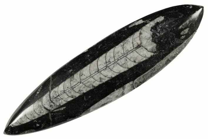 Polished Fossil Orthoceras (Cephalopod) - Morocco #182091